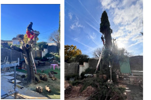 Photo de galerie - Abbatage de l'arbre 