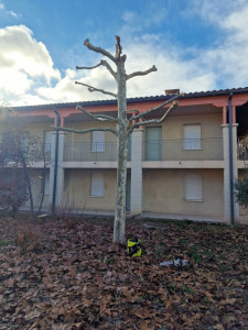 Photo de galerie - Taille en tête de chat 