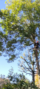 Photo de galerie - Elagage et coupe d'arbres
