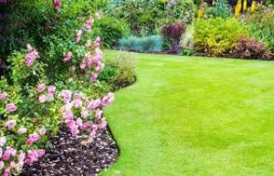 Photo de galerie - Tonte de pelouse et entretien de massifs