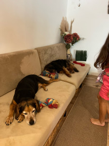 Photo de galerie - Voici mes deux chiens dont je m’occupe avec mon père depuis mes 7 ans