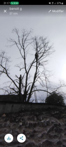 Photo de galerie - Elagage et coupe d'arbres