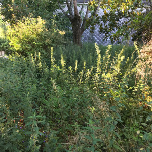 Photo de galerie - Tonte de pelouse - Débroussaillage