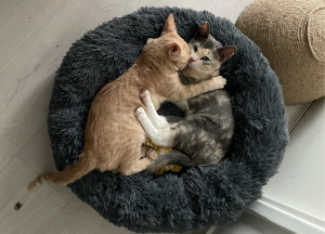 Photo de galerie - Mes chattes