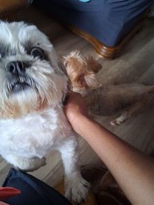 Photo de galerie - Chiens de mes grand-parents (shit-zu et Yorkshire terrier)