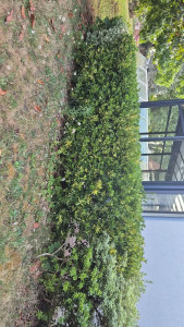 Photo de galerie - Taille d’une haie