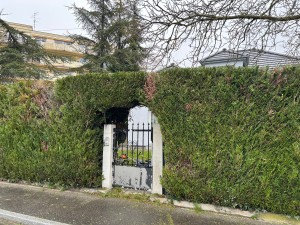 Photo de galerie - Entretien haie 