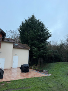 Photo de galerie - Suppression de 5 pieds de cyprès + rognage des souches (avant).