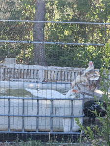 Photo de galerie - Je m'occupe de mon petit élevage de poule et canard, je peux m'occuper de vos poulaillers si besoin