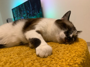 Photo de galerie - Garde chat