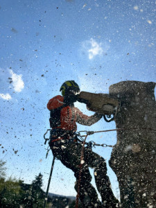 Photo de galerie - Abattage d'un sapin en démontage 