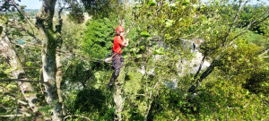 Photo de galerie - Élagage bois mort