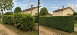 Photo de galerie - Avant et après taillage de haie 
