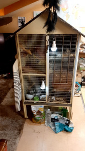 Photo de galerie - Aménagement d'une volière d'occasion en cage de luxe pour rats domestiques ! ???