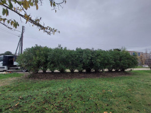 Photo de galerie - Rabattage d'une haie de Laurier rose Avant 
