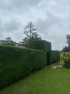 Photo de galerie - Taille de haie