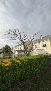 Photo de galerie - Elagage 