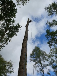 Photo de galerie - Elagage et coupe d'arbres