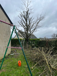 Photo de galerie - élagage d’un arbre