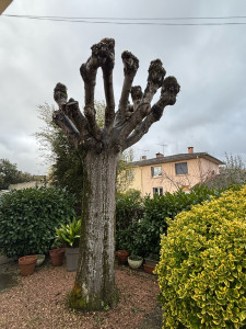 Photo de galerie - Elagage et coupe d'arbres