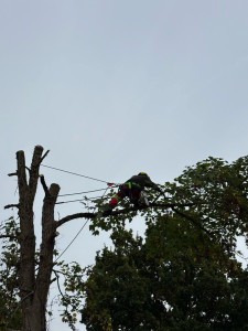 Photo de galerie - Abattage érable 