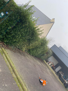 Photo de galerie - Taille de haies et d'arbustes