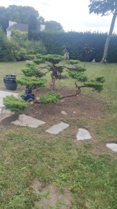 Photo de galerie - Arbre nuage