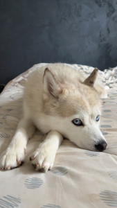 Photo de galerie - Garde chien