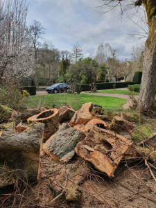 Photo de galerie - Abattage arbre mort