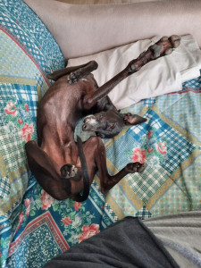 Photo de galerie - Garde et promenade d'un petit lévrier italien adorable !