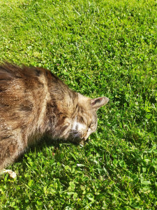 Photo de galerie - Garde de Gros Chat (avec prise de médicaments quotienne) depuis des années quand ses parents partent en vacances.
