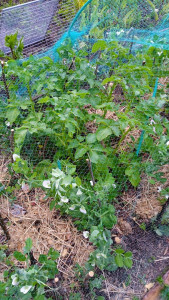 Photo de galerie - Jardinage