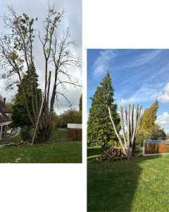 Photo de galerie - Elagage et coupe d'arbres