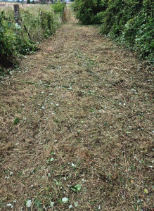 Photo de galerie - Tonte de pelouse - Débroussaillage