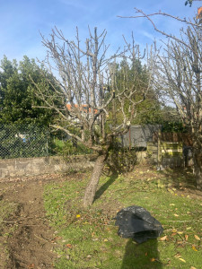 Photo de galerie - Taille d’arbres 