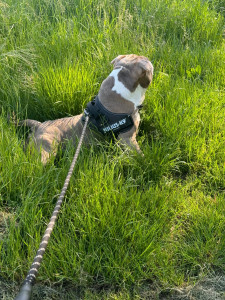 Photo de galerie - Garde animaux