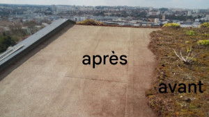 Photo de galerie - Nettoyage de végétaux sur terrasse