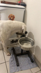 Photo de galerie - Garde chien