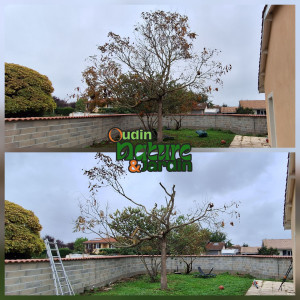 Photo de galerie - Taille de haies et d'arbustes