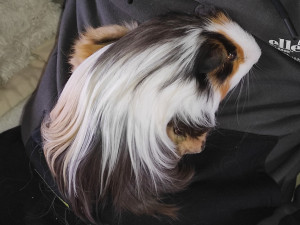 Photo de galerie - Je garde vos animaux de compagnie à votre domicile ou chez moi si votre cage est transportable. Partez en vacances l'esprit tranquille !