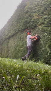 Photo de galerie - Taille de haie de thuya