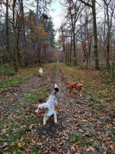 Photo de galerie - Garde chien