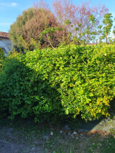 Photo de galerie - Taille de hait