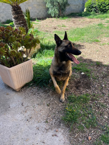 Photo de galerie - Je garde des chiens régulièrement, je les nourrient et les promènent 