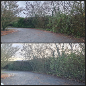 Photo de galerie - Taille d'une haie de thuyas 