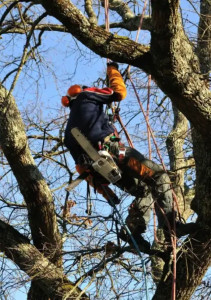 Photo de galerie - Elagage et coupe d'arbres