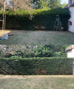 Photo de galerie - Taille de ifs