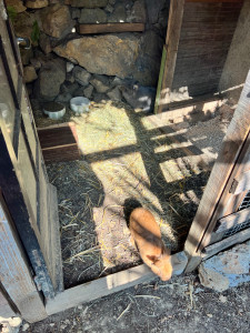 Photo de galerie - Kiwi et Zig Zag en mode balade