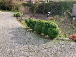 Photo de galerie - Taille de haies et d'arbustes