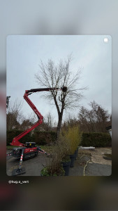 Photo de galerie - Elagage et coupe d'arbres